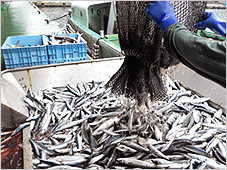 魚種類イメージ画像